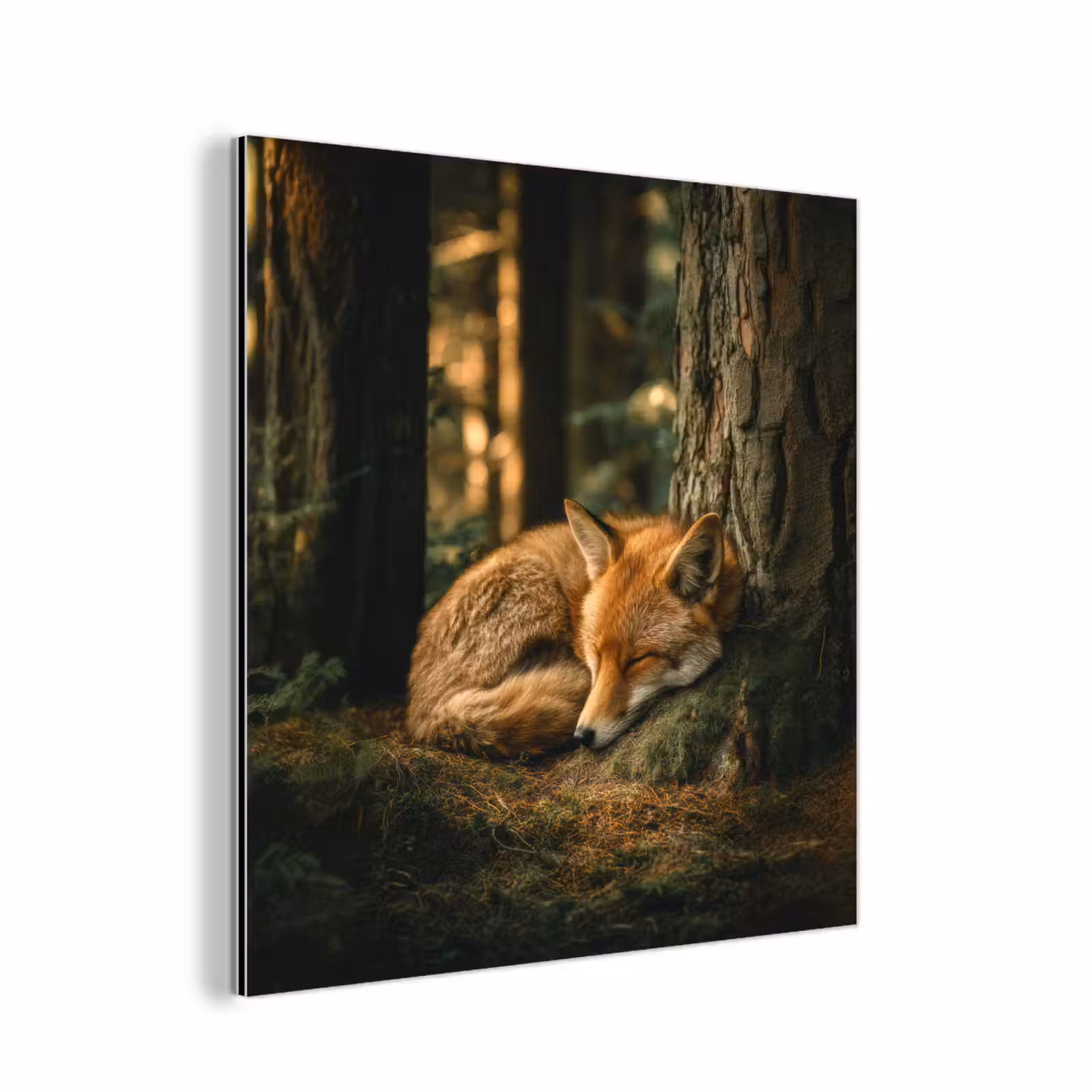 Aluminium schilderij - Vos - Bos - Slapen — 1