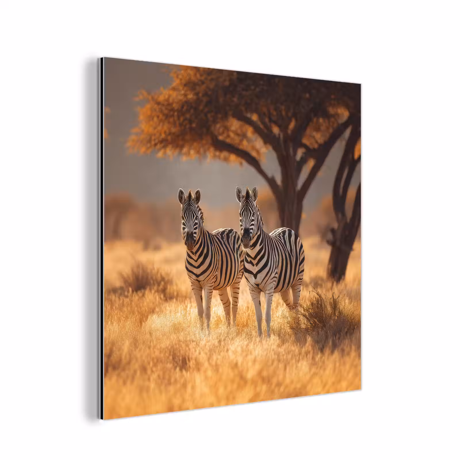 Aluminium schilderij - Zebra's - Savannelandschap - Gras — 1