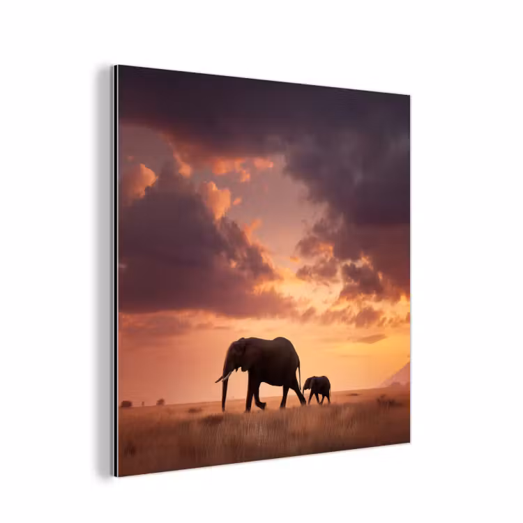 Aluminium schilderij - Olifanten - Grasland - Zonsondergang — 1