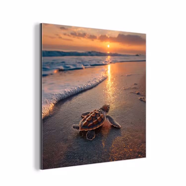 Aluminium schilderij - Schildpad - strand - Zonsondergang — 1