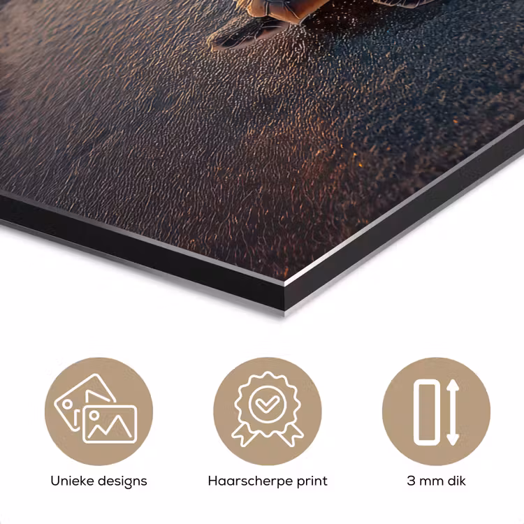 Aluminium schilderij - Schildpad - strand - Zonsondergang — 7
