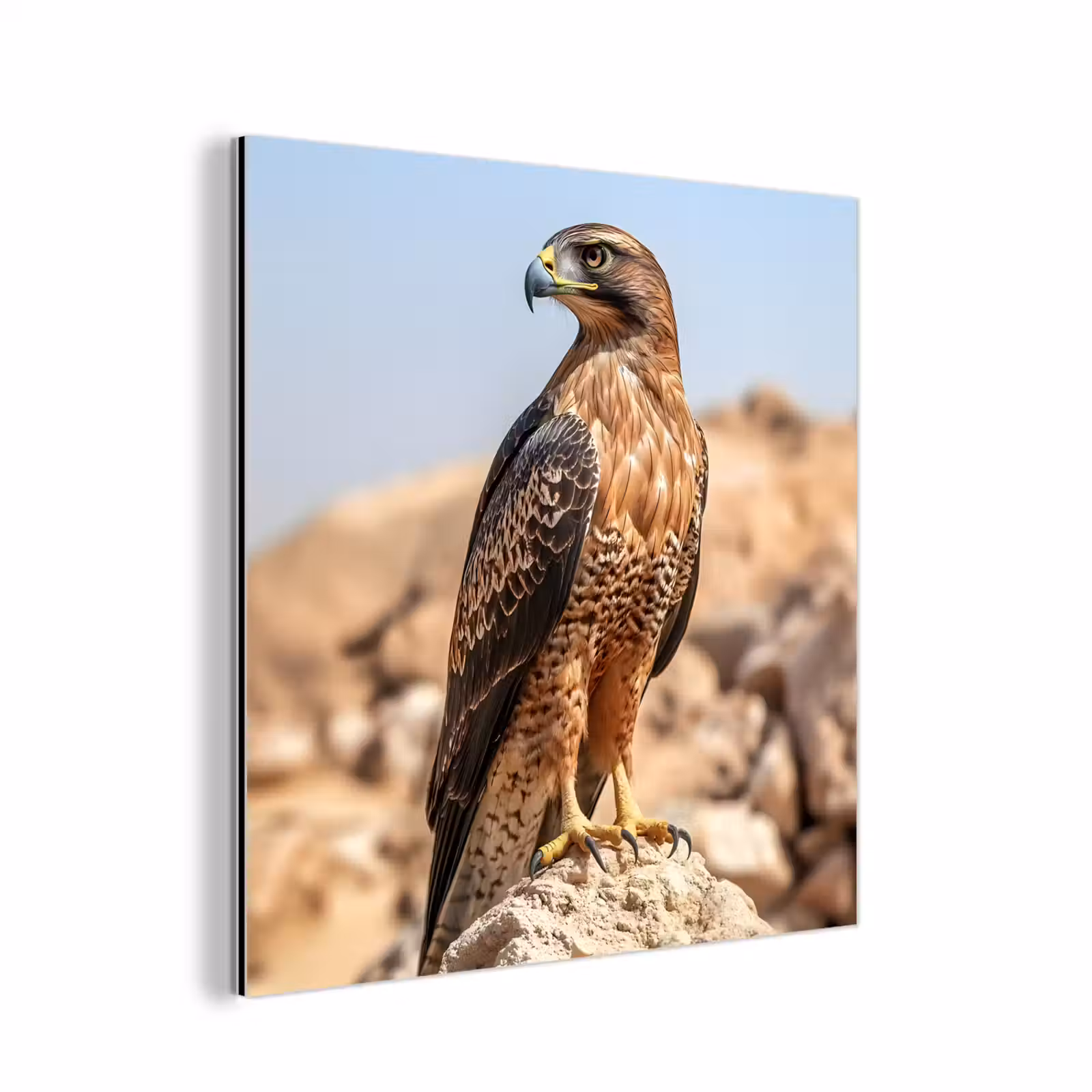 Aluminium schilderij - Valk - Vogel - Rots - Macht — 1
