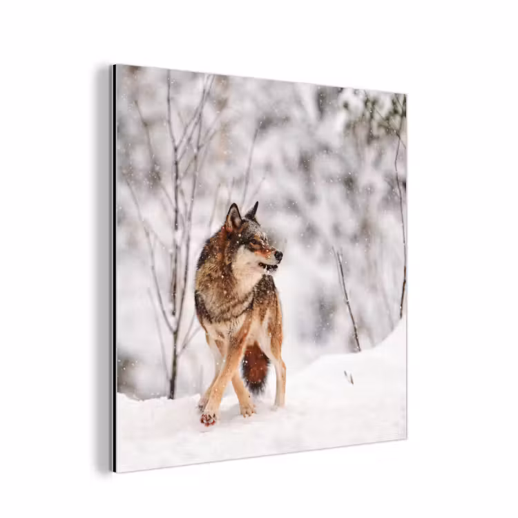 Aluminium schilderij - Wolf - Winter - Sneeuw - Natuur - Dieren — 1