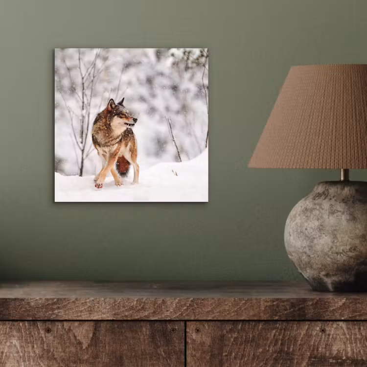 Aluminium schilderij - Wolf - Winter - Sneeuw - Natuur - Dieren — 3
