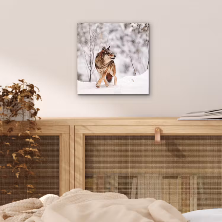 Aluminium schilderij - Wolf - Winter - Sneeuw - Natuur - Dieren — 4