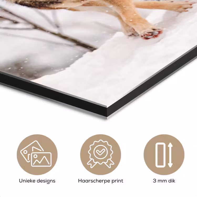 Aluminium schilderij - Wolf - Winter - Sneeuw - Natuur - Dieren — 7
