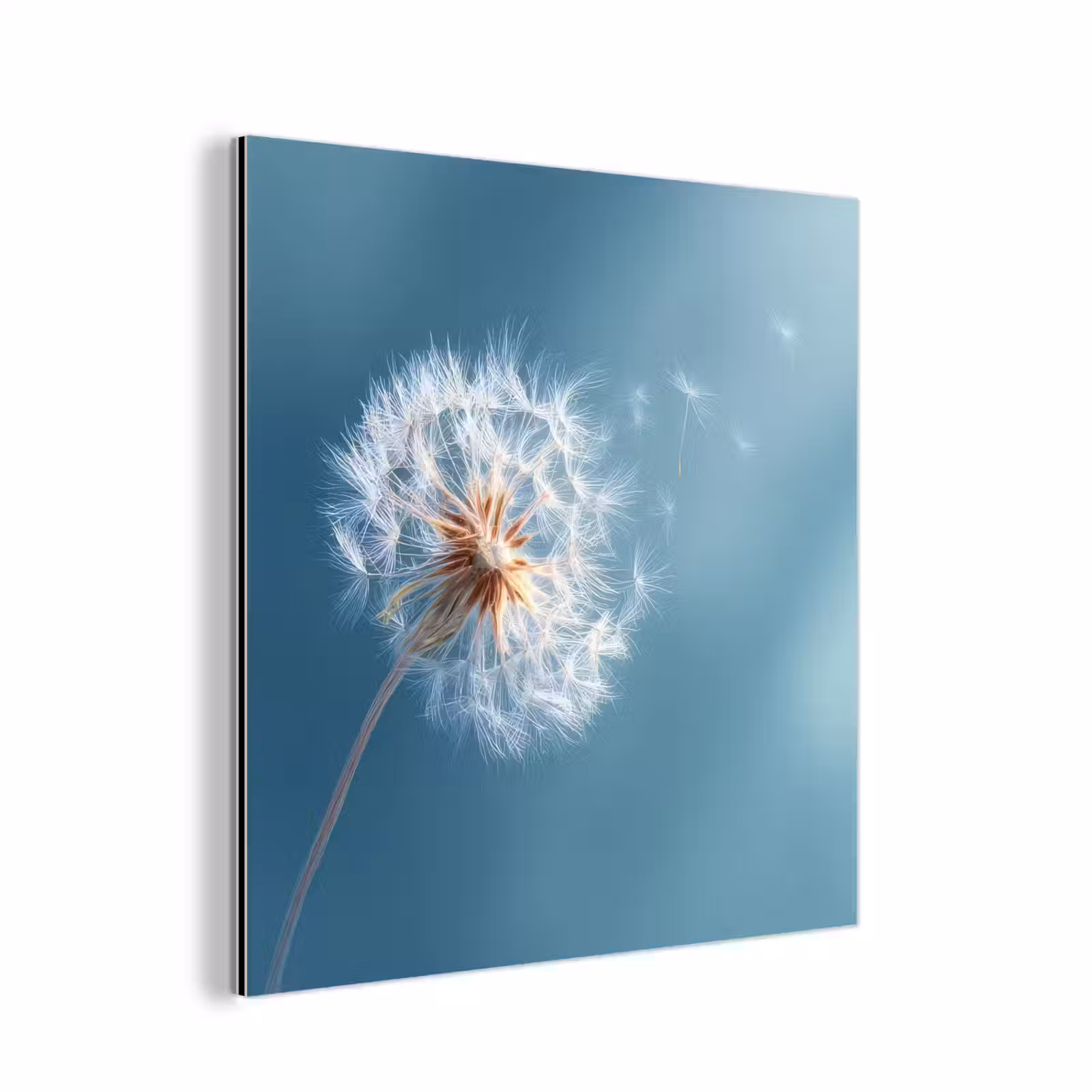 Aluminium schilderij - Paardenbloem - Wind - Blauw — 1