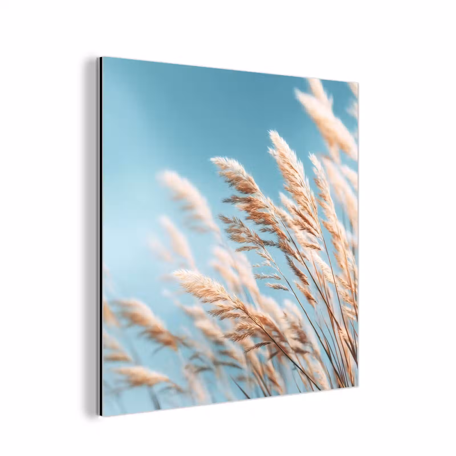Aluminium schilderij - Siergras - Wind - Lichtbruin — 1