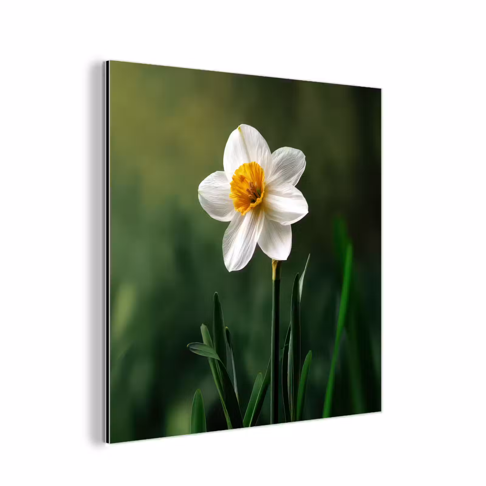 Aluminium schilderij - Narcis - Bloem - Wit - Grassprieten — 1
