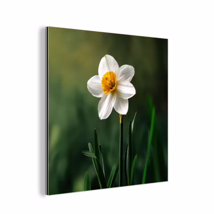 Aluminium schilderij - Narcis - Bloem - Wit - Grassprieten — 1