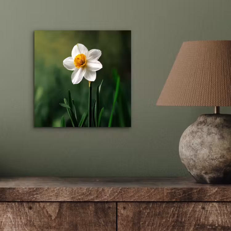 Aluminium schilderij - Narcis - Bloem - Wit - Grassprieten — 3