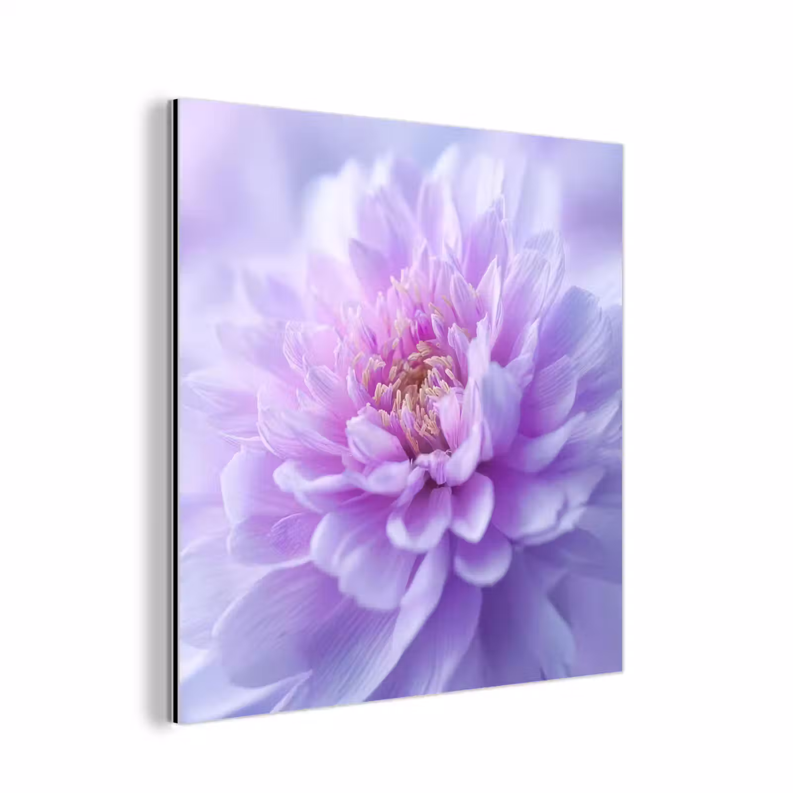 Aluminium schilderij - Paars - Dahlia - Dromerig — 1