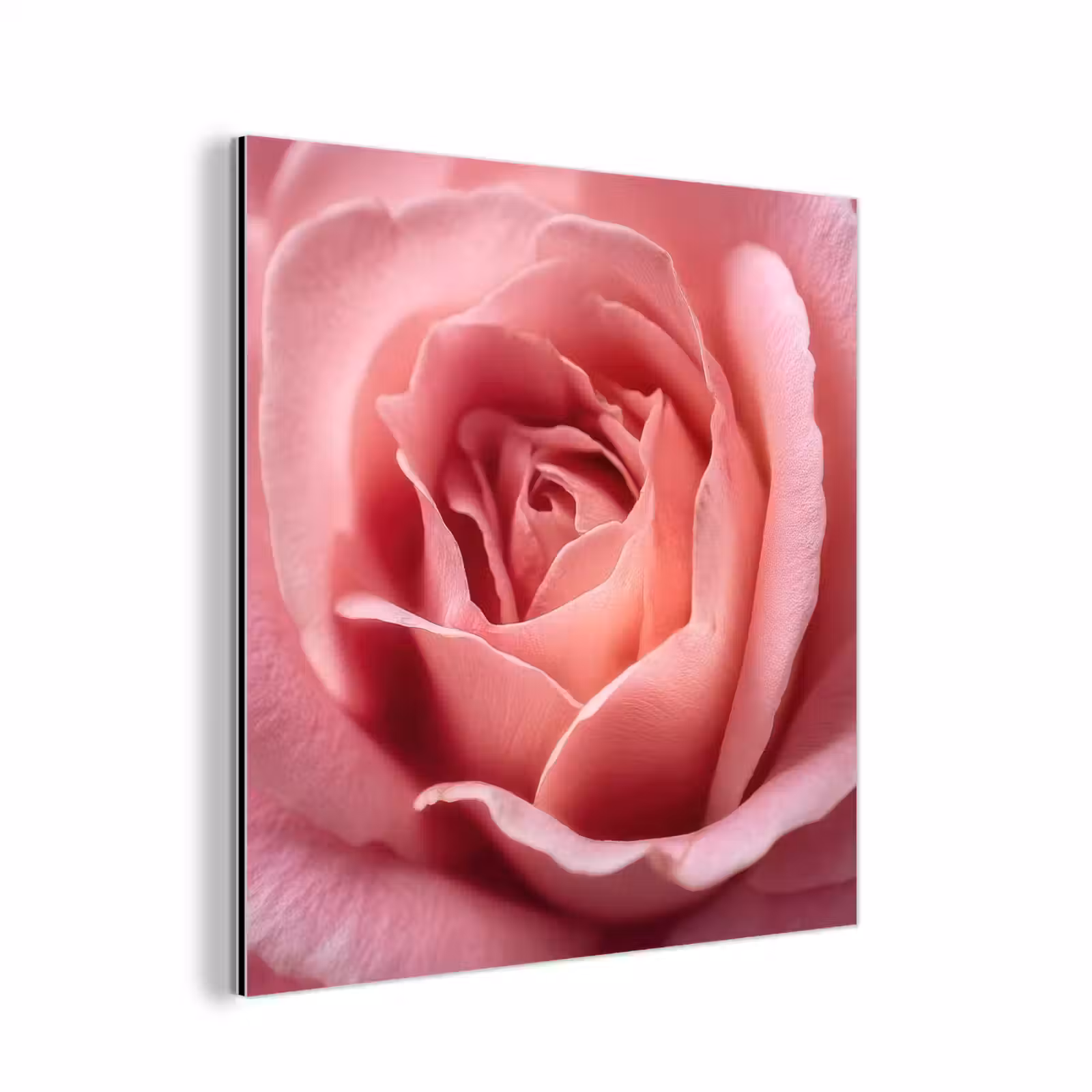 Aluminium schilderij - Roze - Roos - Romantisch — 1