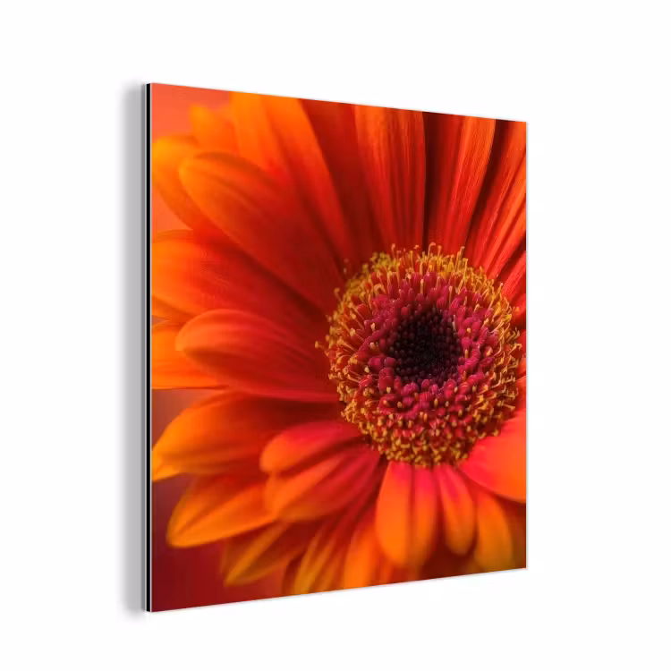 Aluminium schilderij - Oranje - Gerbera - Intens — 1