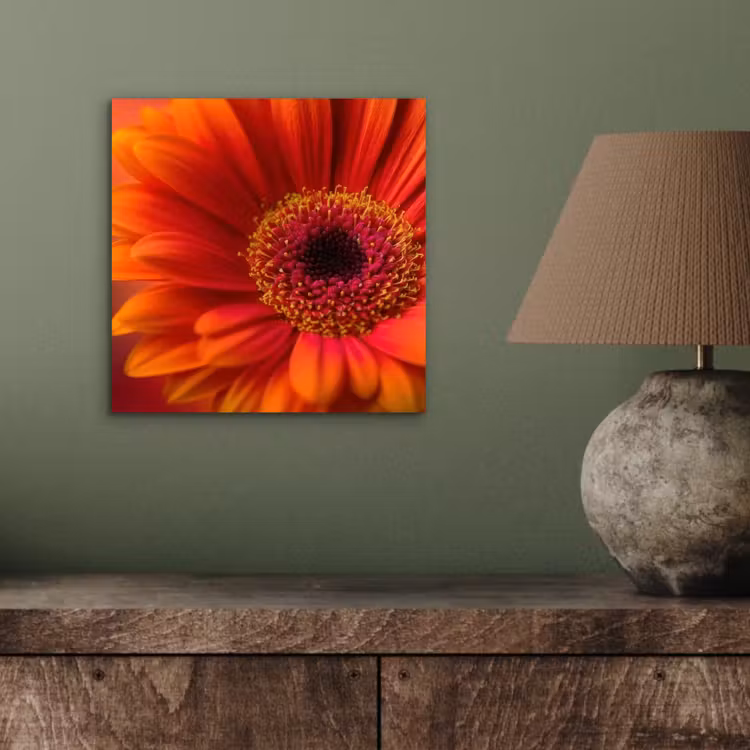 Aluminium schilderij - Oranje - Gerbera - Intens — 3