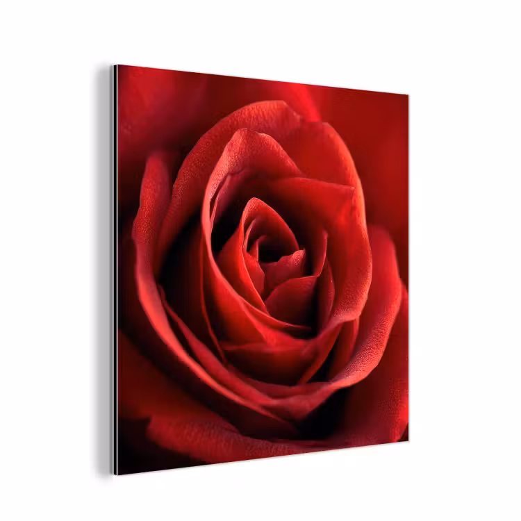 Aluminium schilderij - Rood - Roos - Romantisch — 1