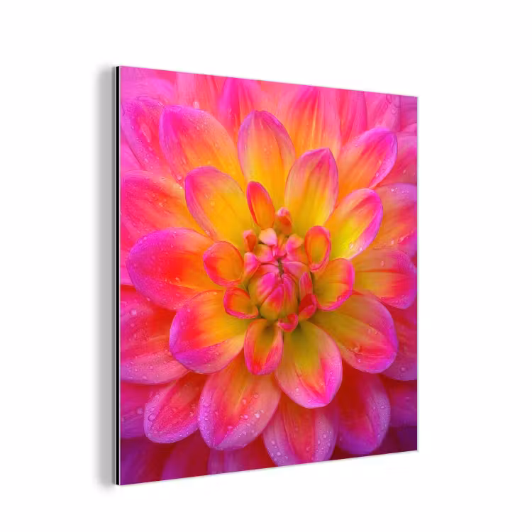 Aluminium schilderij - Roze - Dahlia - Kleurrijk — 1