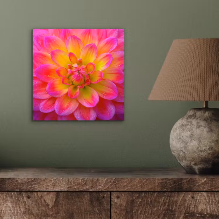 Aluminium schilderij - Roze - Dahlia - Kleurrijk — 3