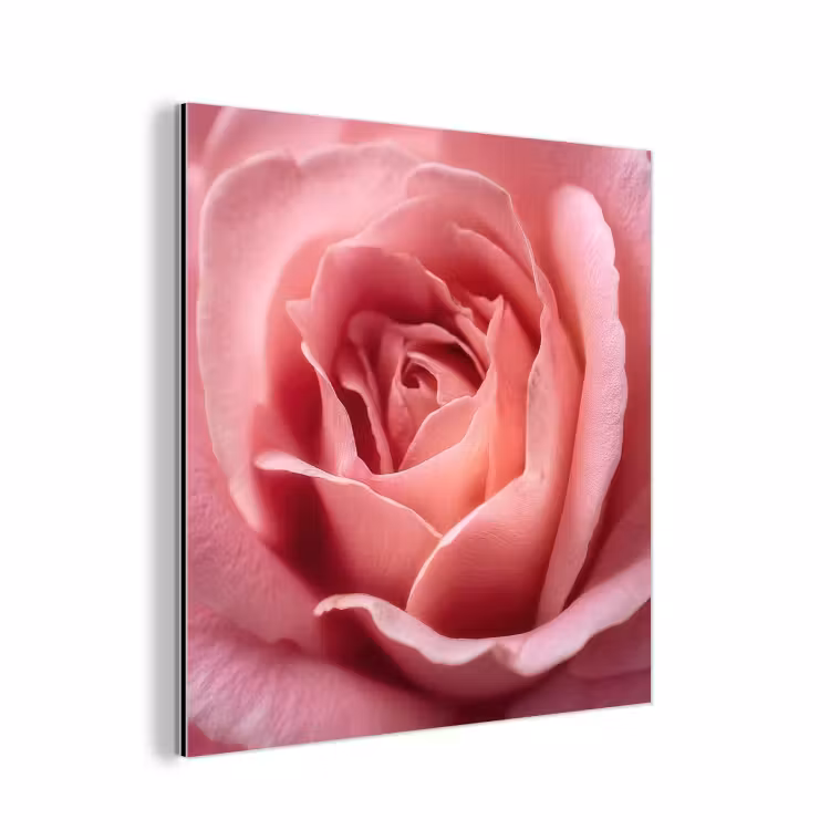 Aluminium schilderij - Roze - Roos - Romantisch — 1