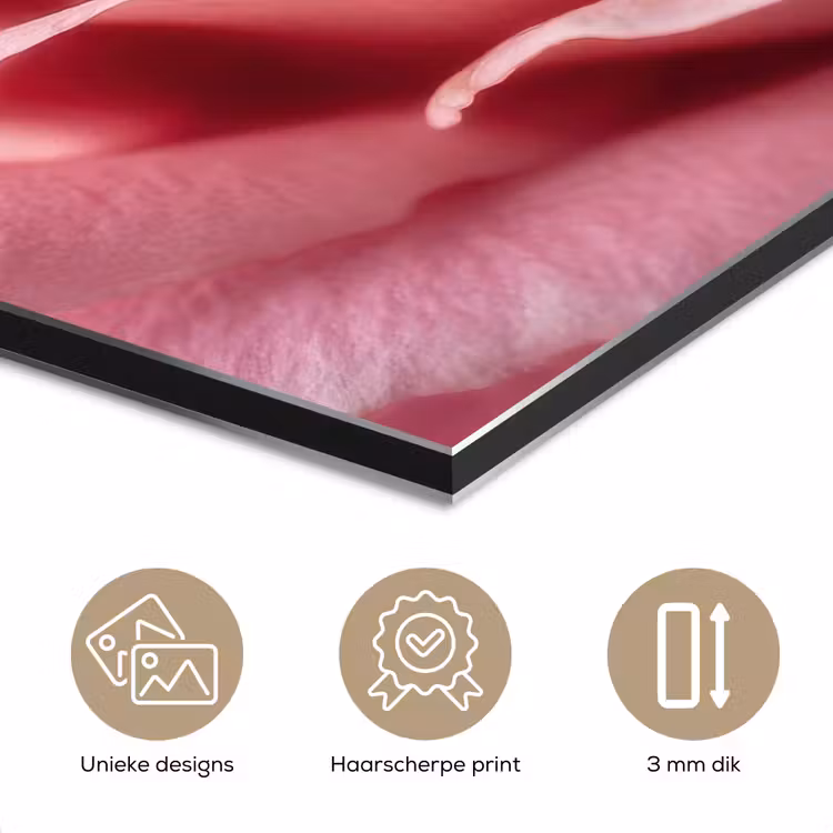 Aluminium schilderij - Roze - Roos - Romantisch — 7