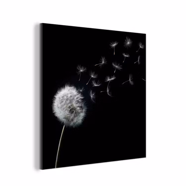 Aluminium schilderij - Paardenbloem - Zwart - Natuur — 1