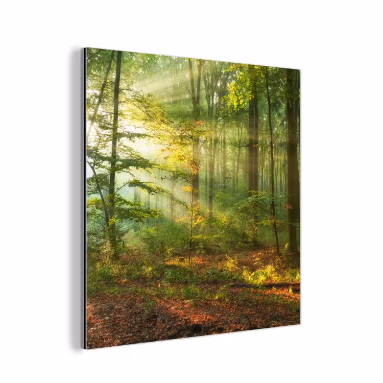 Aluminium schilderij - Zon - Bos - Bomen - Natuur - Herfst — 1