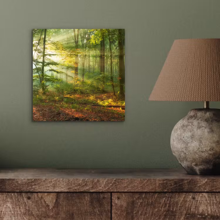 Aluminium schilderij - Zon - Bos - Bomen - Natuur - Herfst — 3