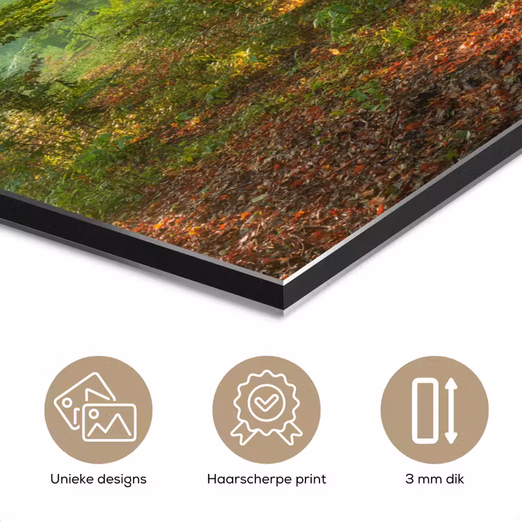 Aluminium schilderij - Zon - Bos - Bomen - Natuur - Herfst — 7