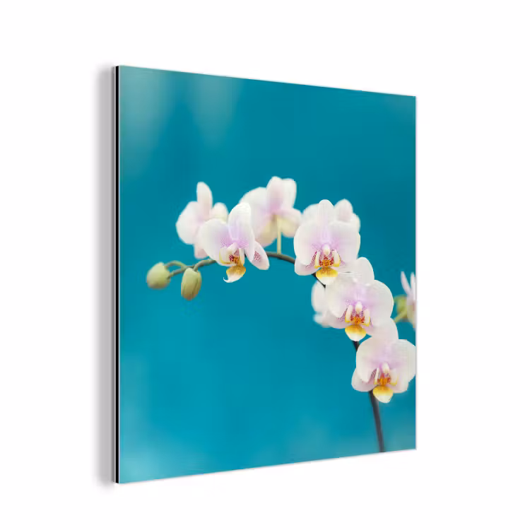 Aluminium schilderij - Orchidee - Bloemen - Plant - Wit - Paars — 1