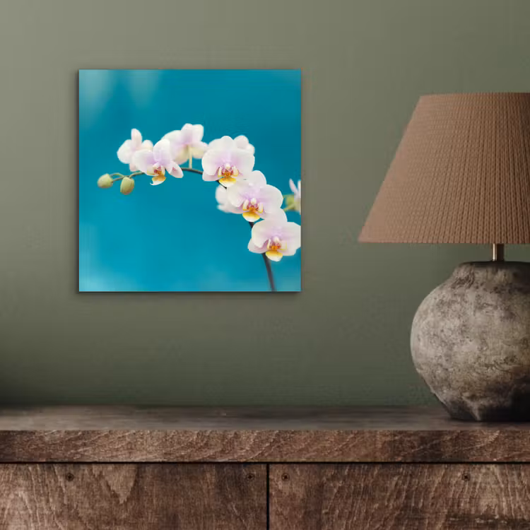 Aluminium schilderij - Orchidee - Bloemen - Plant - Wit - Paars — 3