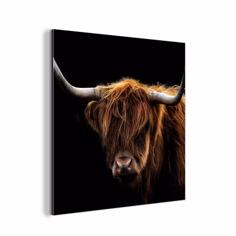 Aluminium schilderij - Schotse Hooglander - Horens - Zwart - Dieren - Natuur - Wild - Koe — 1