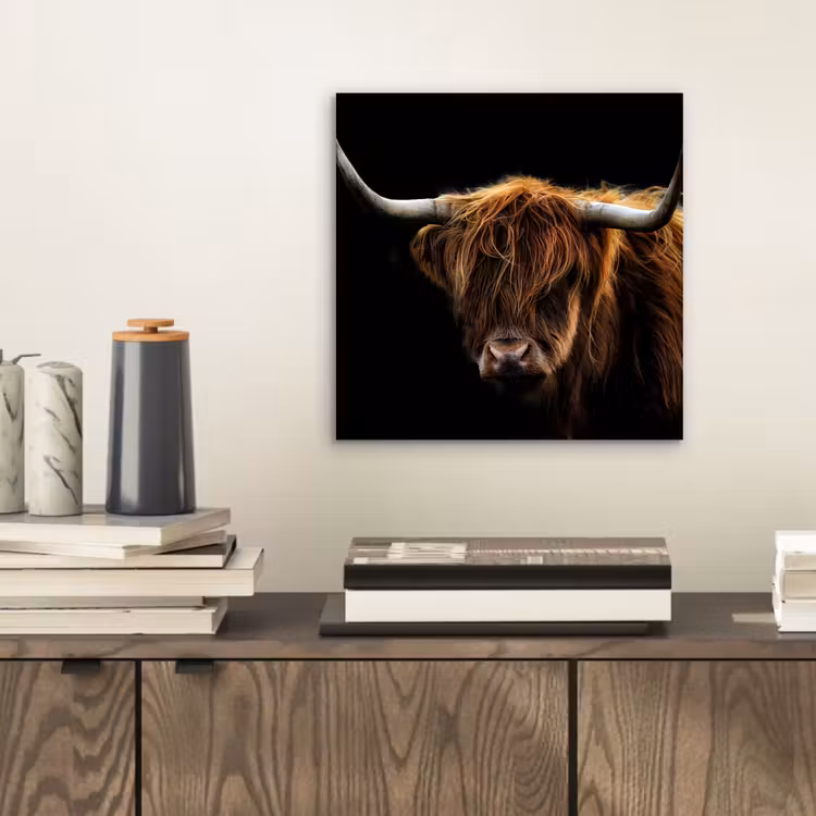 Aluminium schilderij - Schotse Hooglander - Horens - Zwart - Dieren - Natuur - Wild - Koe — 2