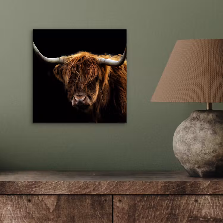 Aluminium schilderij - Schotse Hooglander - Horens - Zwart - Dieren - Natuur - Wild - Koe — 3
