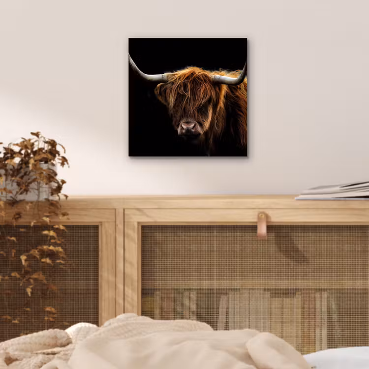 Aluminium schilderij - Schotse Hooglander - Horens - Zwart - Dieren - Natuur - Wild - Koe — 4