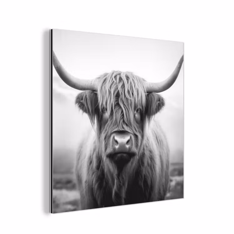 Aluminium schilderij - Schotse hooglander - Mist - Zwart - Wit — 1