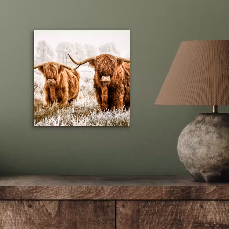Aluminium schilderij - Schotse hooglander - Koe - Natuur - Winter — 3