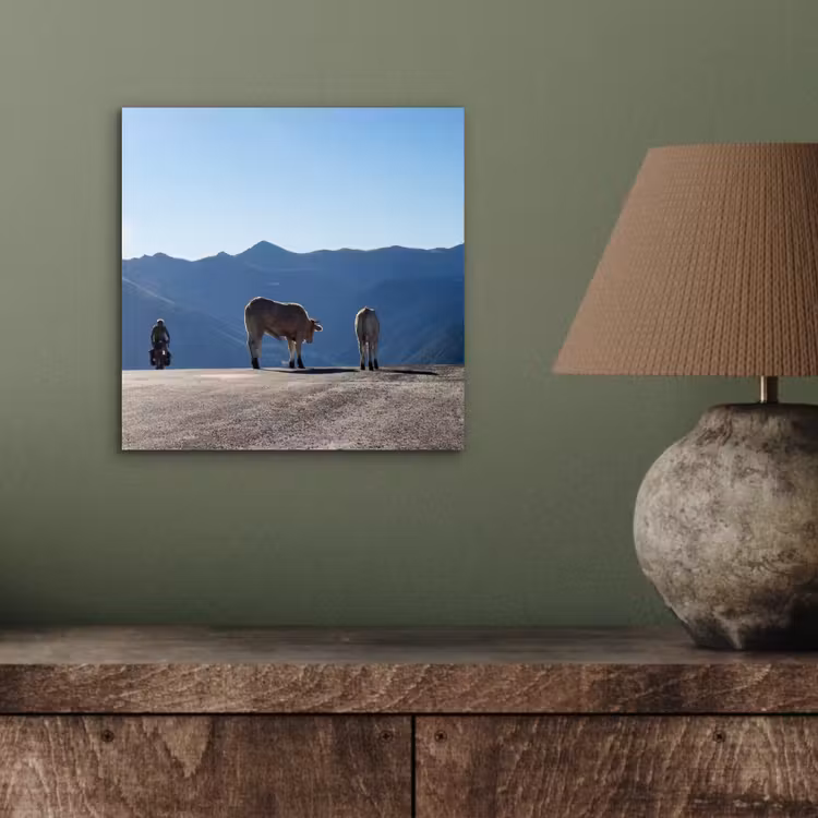 Aluminium schilderij - Schotse hooglander - Licht - Berg - Natuur — 3