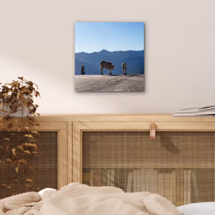 Aluminium schilderij - Schotse hooglander - Licht - Berg - Natuur — 4