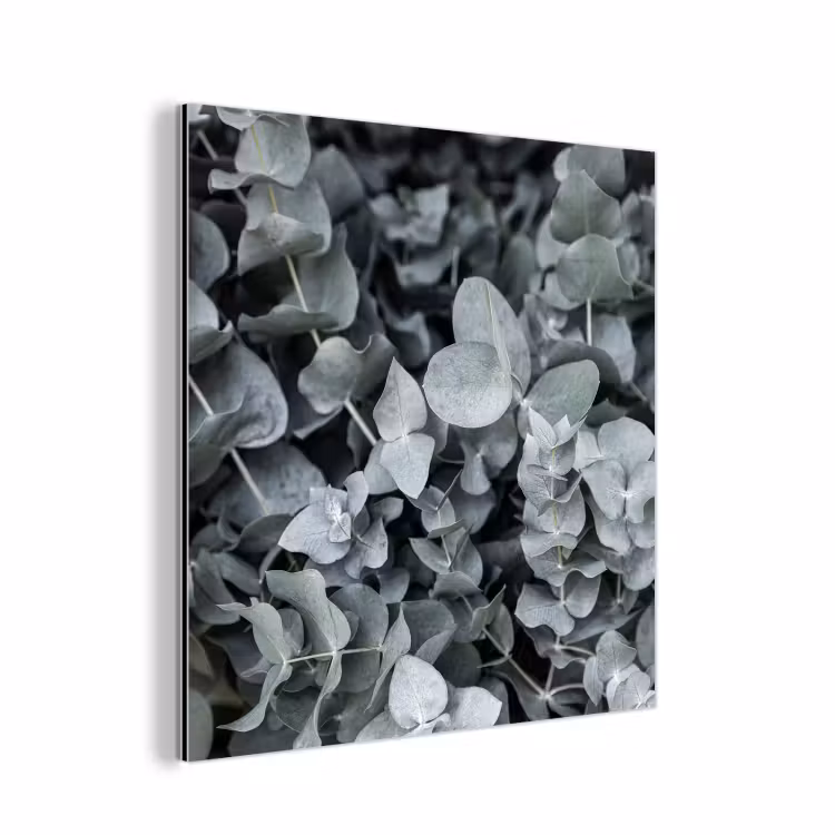 Aluminium schilderij - Natuur - Planten - Eucalyptus - Bladeren — 1
