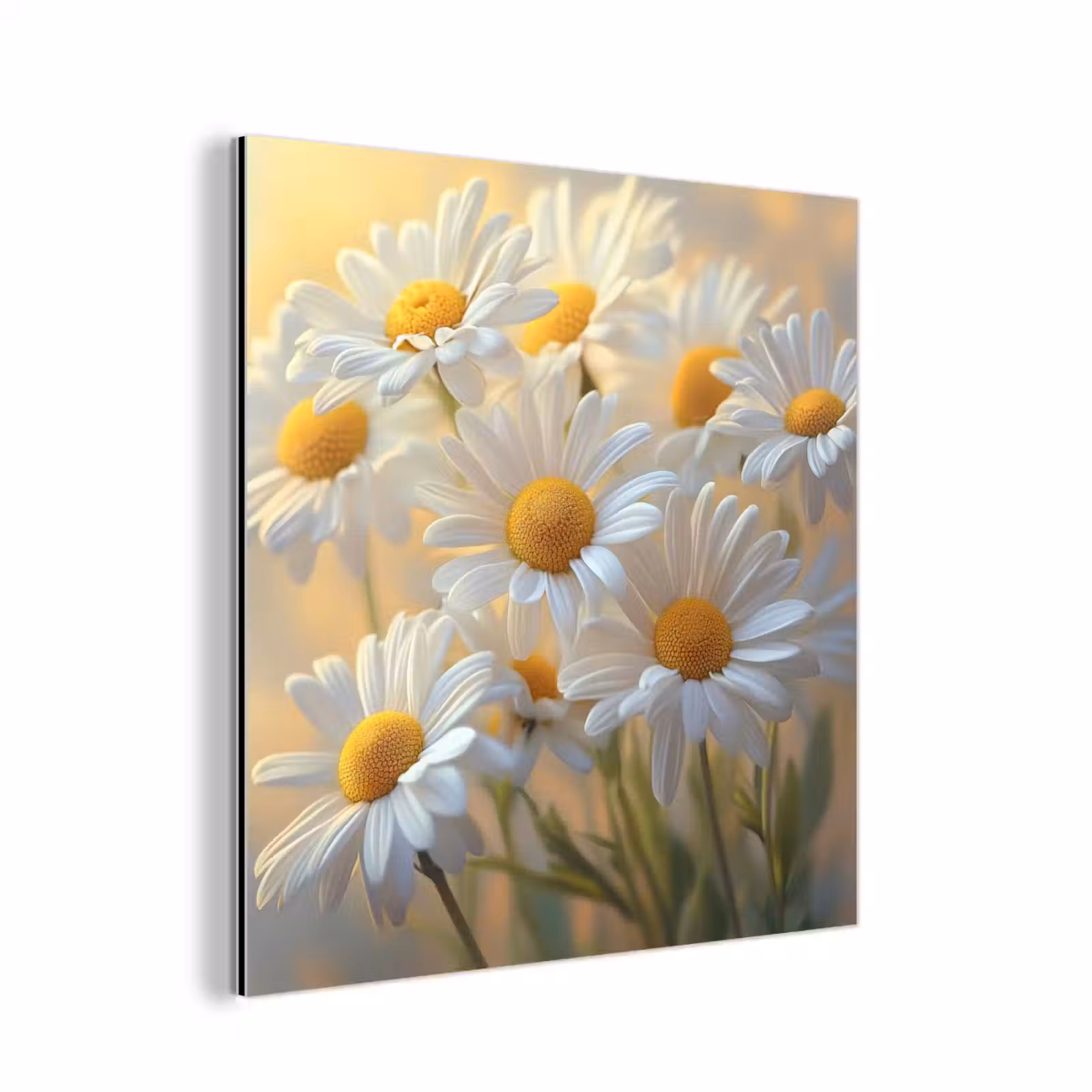 Aluminium schilderij - Madeliefjes - Wit - Zonlicht — 1
