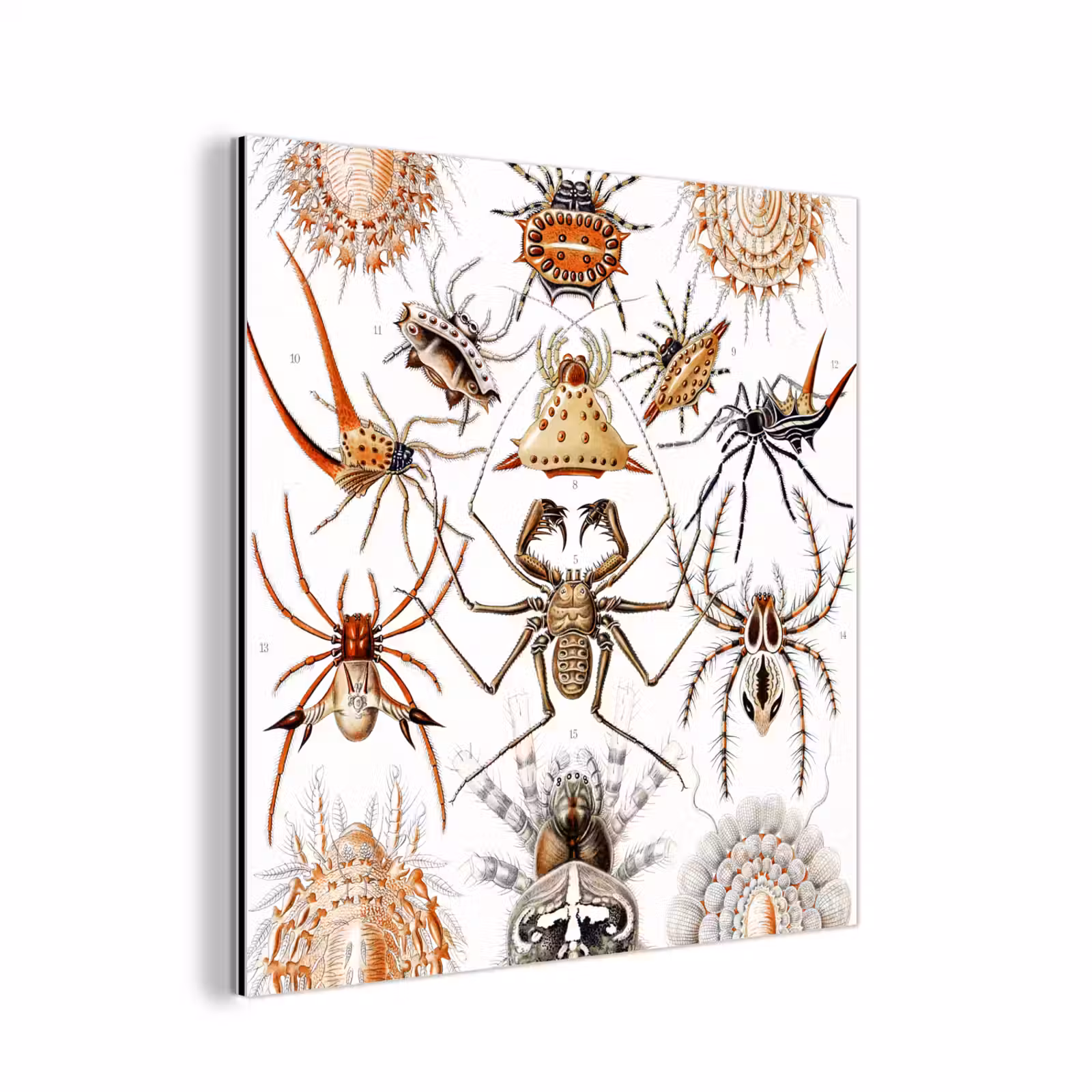 Aluminium schilderij - Retro - Spin - Ernst Haeckel - Spinnen — 1