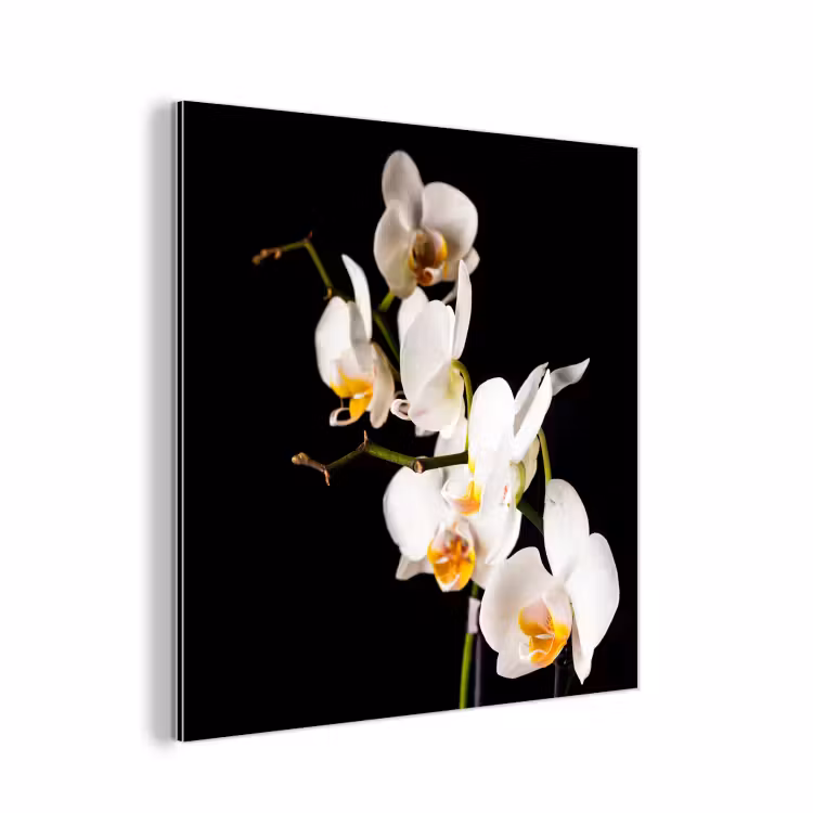 Aluminium schilderij - Orchidee - Bloemen - Planten - Botanisch — 1