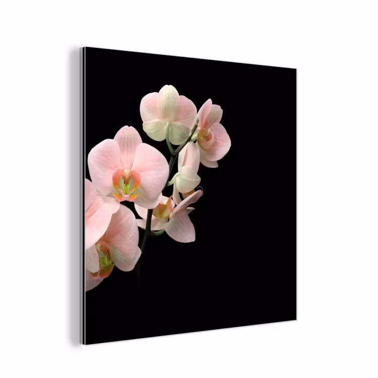 Aluminium schilderij - Orchidee - Bloemen - Roze - Stilleven - Flora — 1