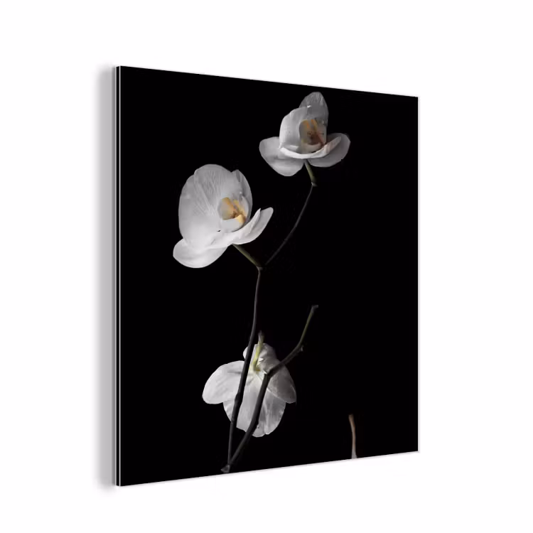 Aluminium schilderij - Orchidee - Bloemen - Zwart - Wit - Stilleven — 1