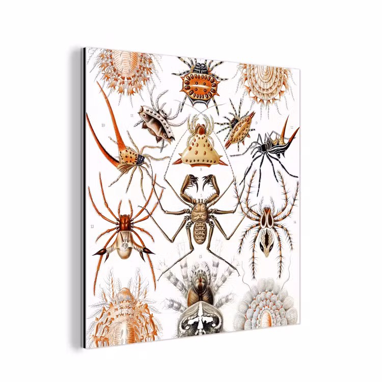 Aluminium schilderij - Retro - Spin - Ernst Haeckel - Spinnen — 1
