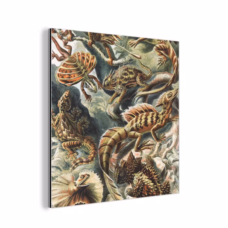 Aluminium schilderij - Vintage - Kunst - Ernst Haeckel - Salamanders - Dieren — 1