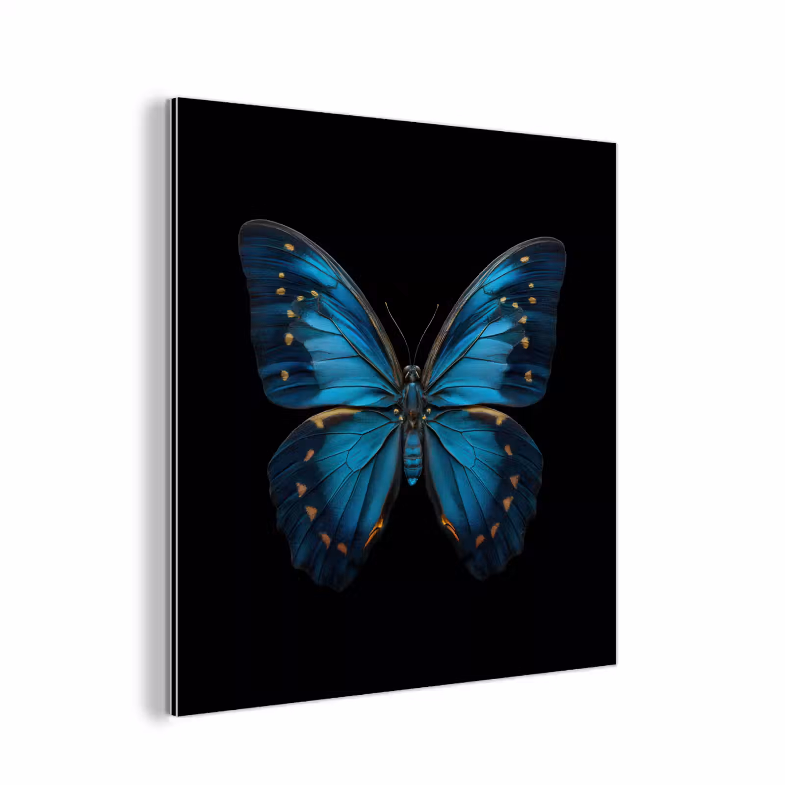 Aluminium schilderij - Vlinder - Blauw - Contrast — 1