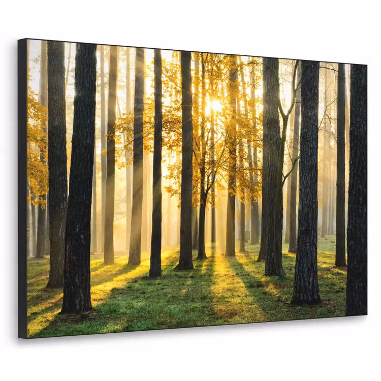 Art Frame - Bos - Zon - Bomen - Gras - Landschap  - Natuur — 1