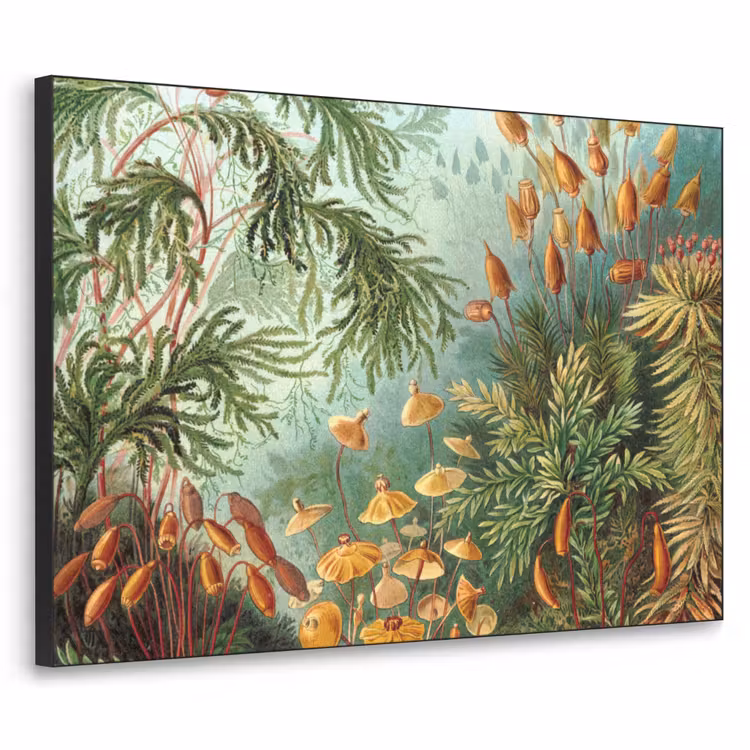 Art Frame - Oude meesters - Kunst - Muscinae - Haeckel — 1