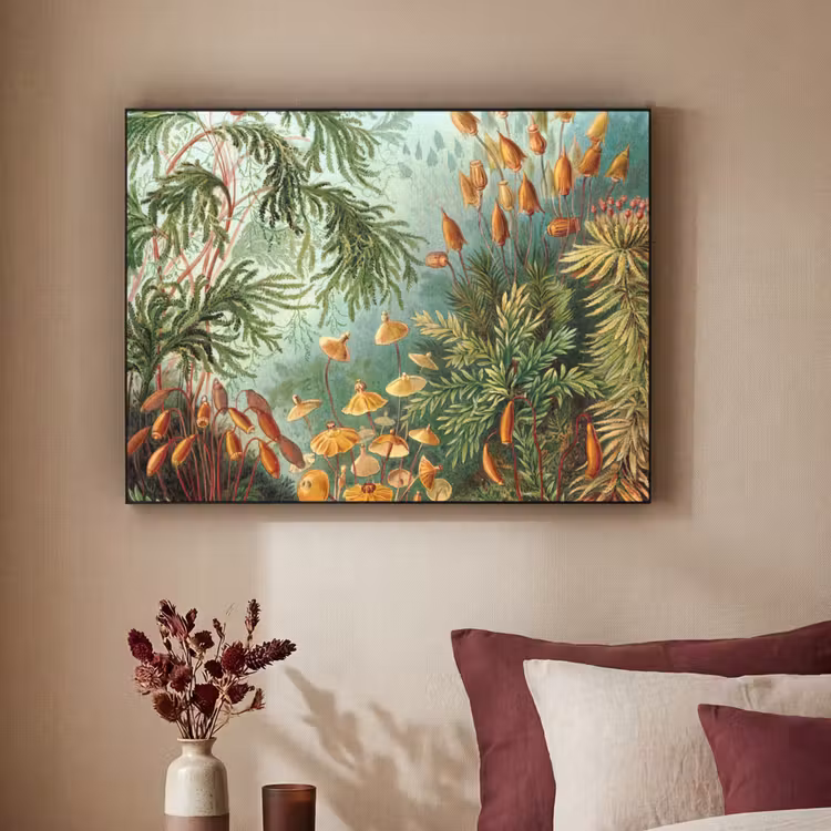 Art Frame - Oude meesters - Kunst - Muscinae - Haeckel — 2